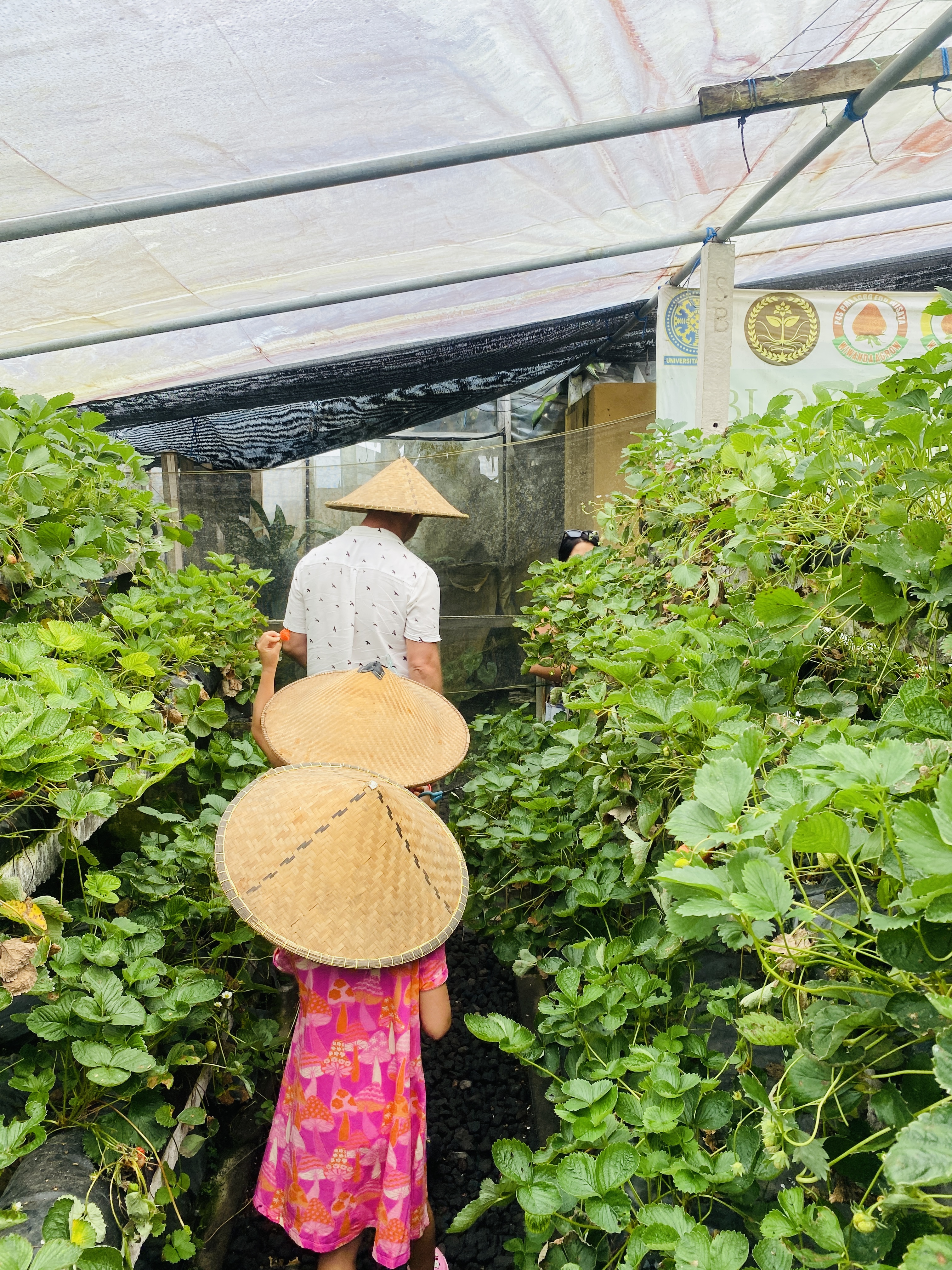 Bali temple trips