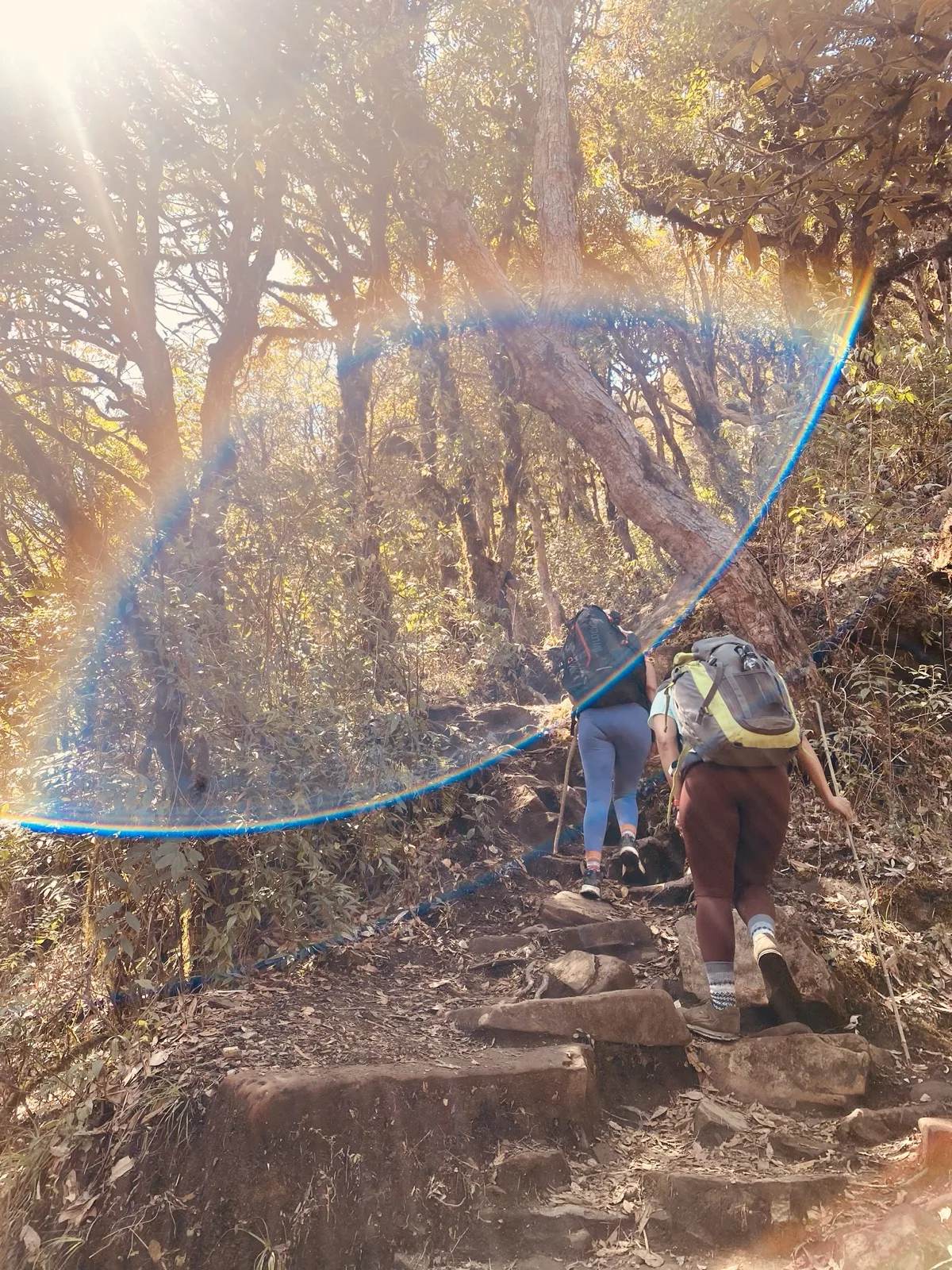 Trekking a forest trail with Fitrip