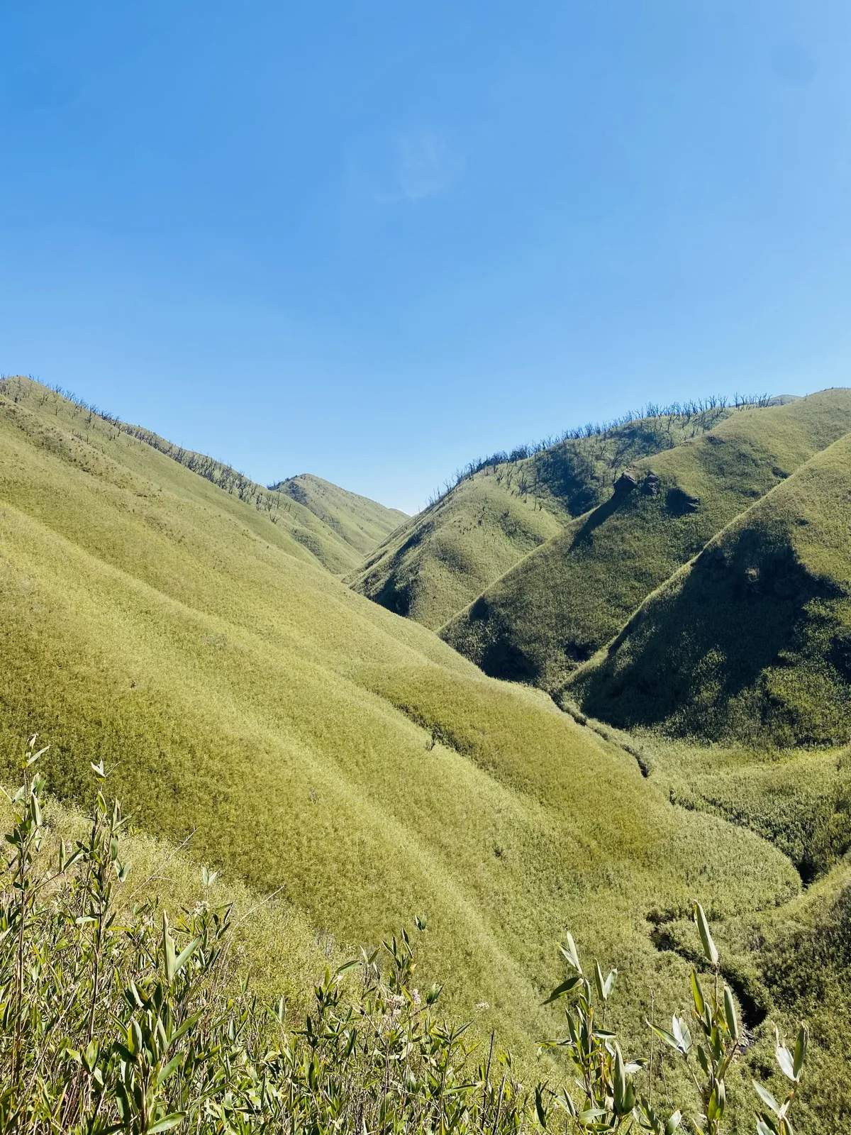 The rolling green meadows of Dzukou Valley, Nagaland, Fitrip 7-day trek